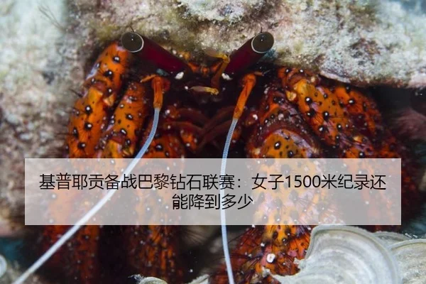 基普耶贡备战巴黎钻石联赛：女子1500米纪录还能降到多少
